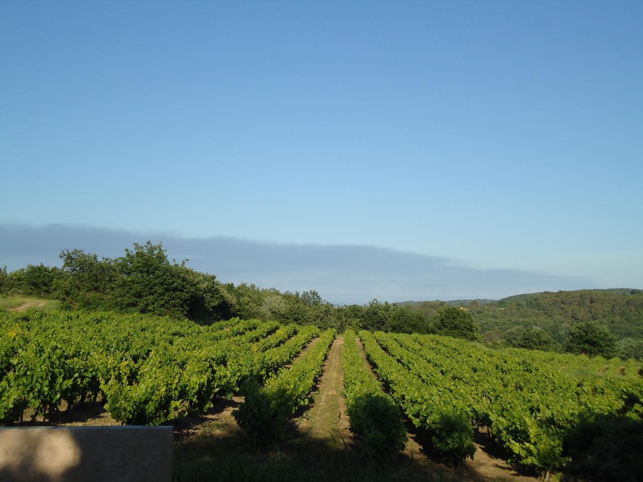 LES VIGNES DEVANT LA MAISON