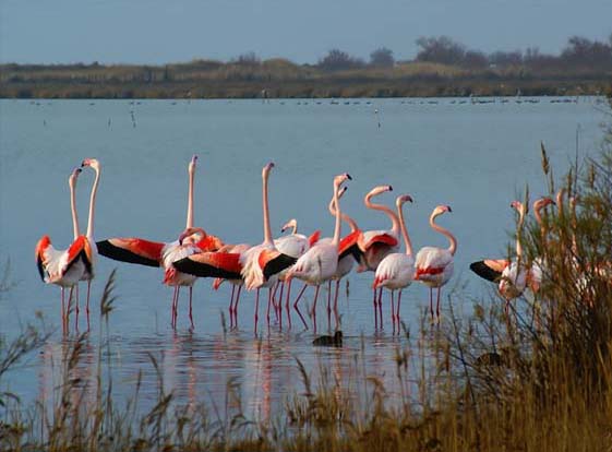 LA CAMARGUE