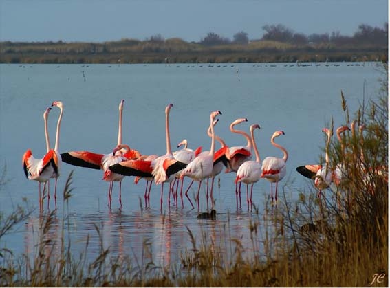 LA CAMARGUE