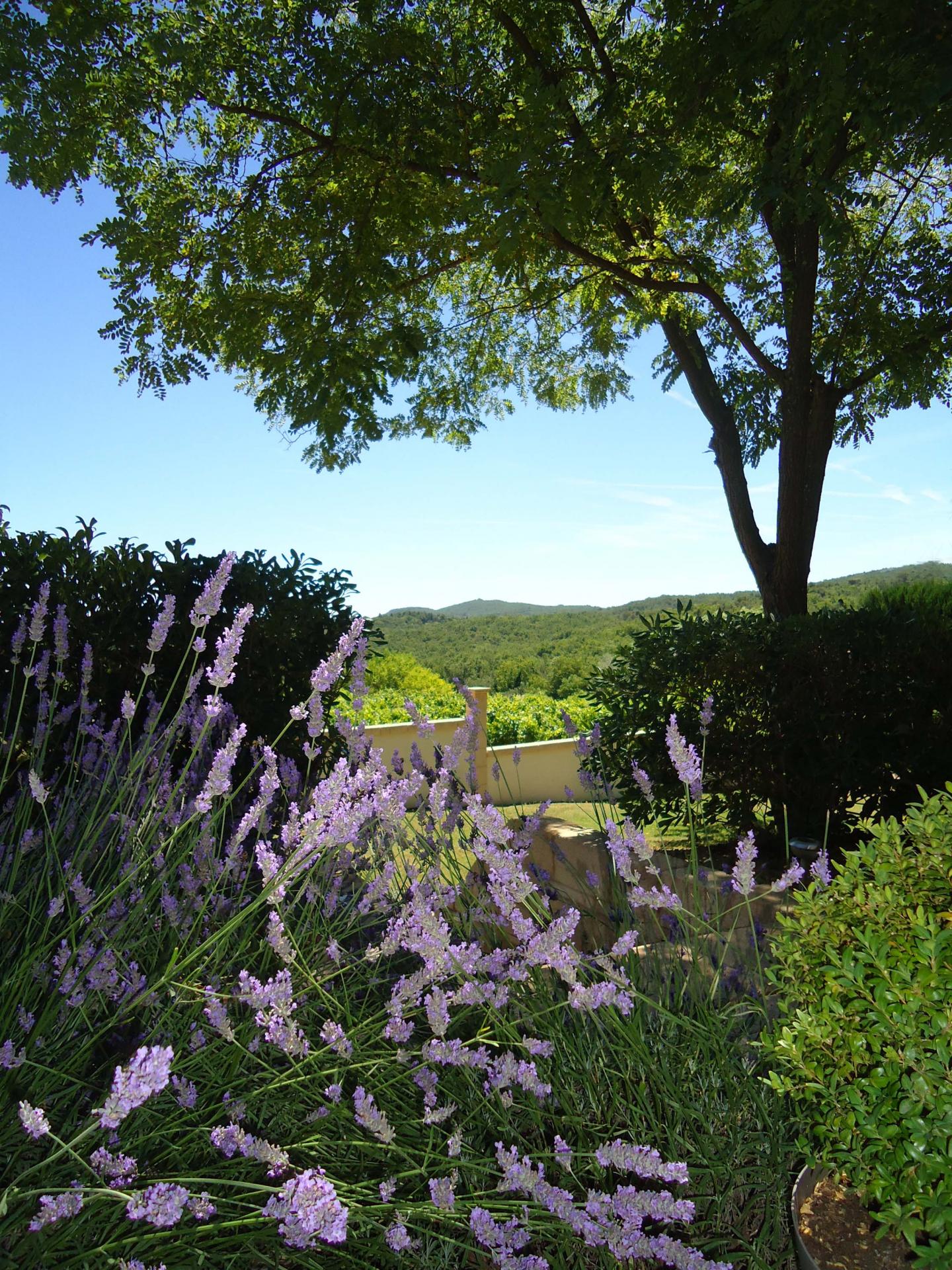 LES LAVANDES ET LA VUE