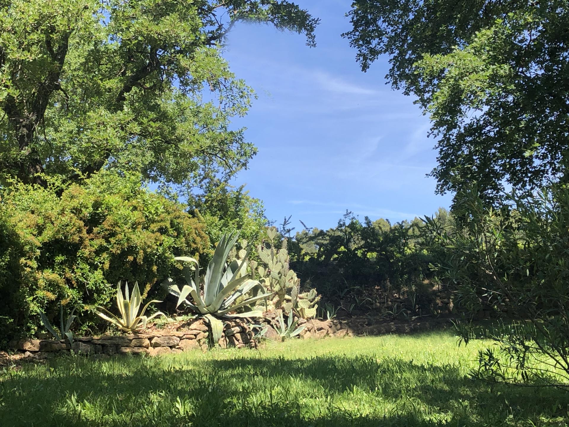 Les cactus 1