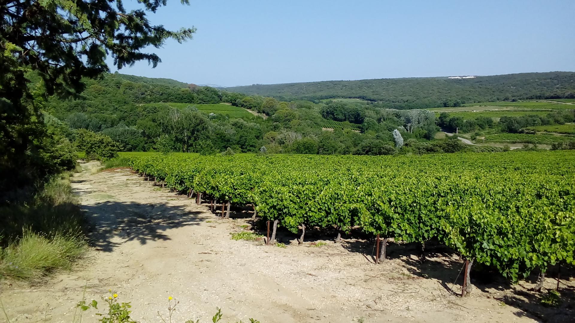 LES VIGNES